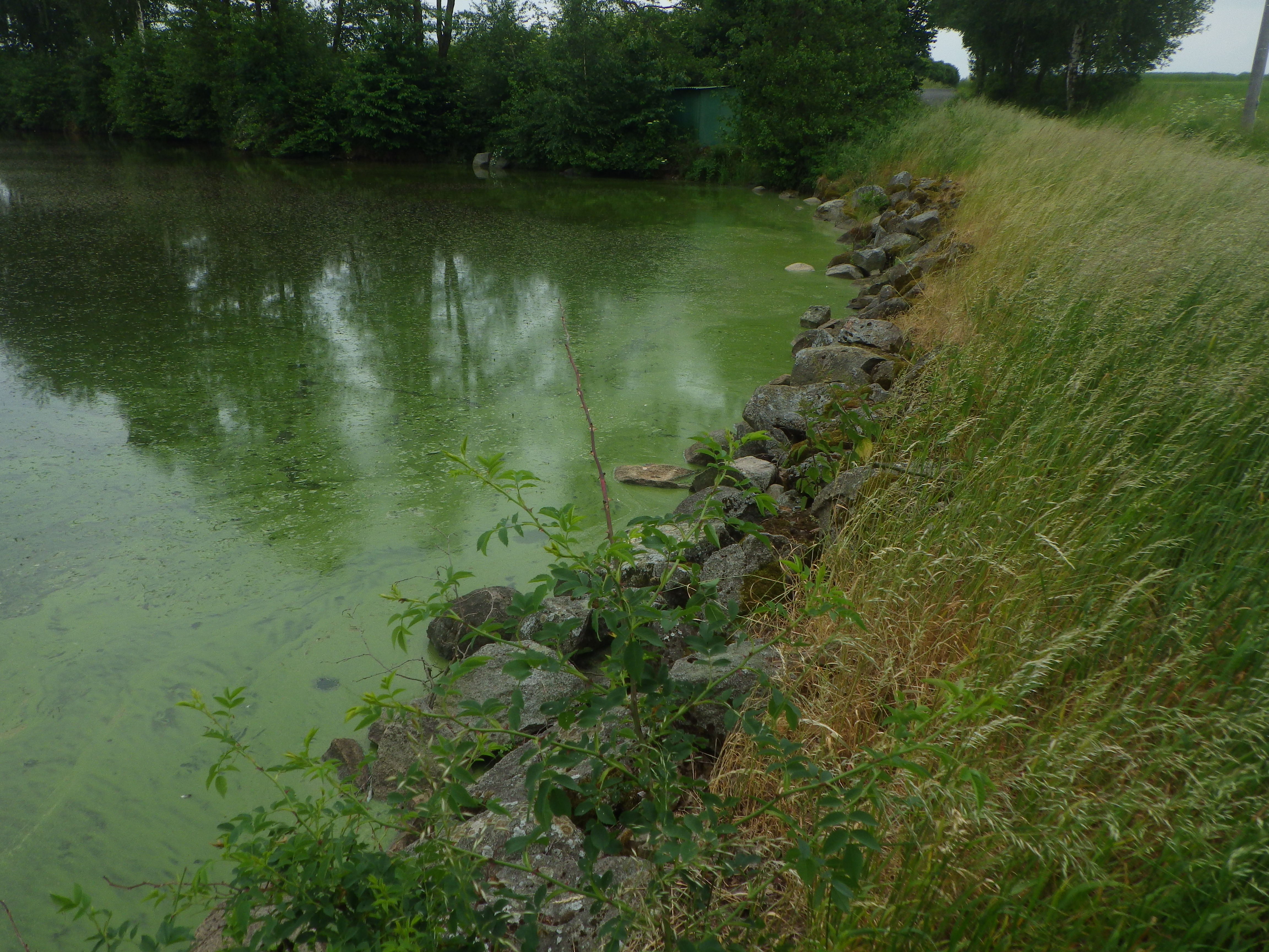 Obr. 2 Nejběžnější produkční rybou našich rybníků je kapr (Cyprinus carpio). Pokud se to s početností obsádky přežene, dochází nejen k masivní predaci larev či snůšek obojživelníků, ale i k mechanické destrukci litorálních porostů a rozvrácení potravního řetězce v důsledku vyžrání hrubého zooplanktonu. Běžným průvodním jevem „překapřeného“ rybníka je tak velmi nízká průhlednost vody v důsledku zvířených sedimentů a vegetačního zákalu – kapři totiž vyžerou zooplankton, který je schopen filtrovat řasy a ty se ve většinou silně eutrofním prostředí rychle namnoží. V nádržích s předimenzovanými obsádkami kaprů (zejména těch starších) také nenajdeme ponořené vodní rostliny a dochází i k významné redukci vynořené litorální vegetace. Snižuje se tak úkrytová kapacita prostředí a např. larvy obojživelníků jsou pak pro ryby snadno dostupné. Takto dnes bohužel dopadla většina našich rybníků. Na obrázku masivní vegetační zákal v nádrži s předimenzovanou obsádkou kaprů (EVL Březinský rybník). Foto David Fischer