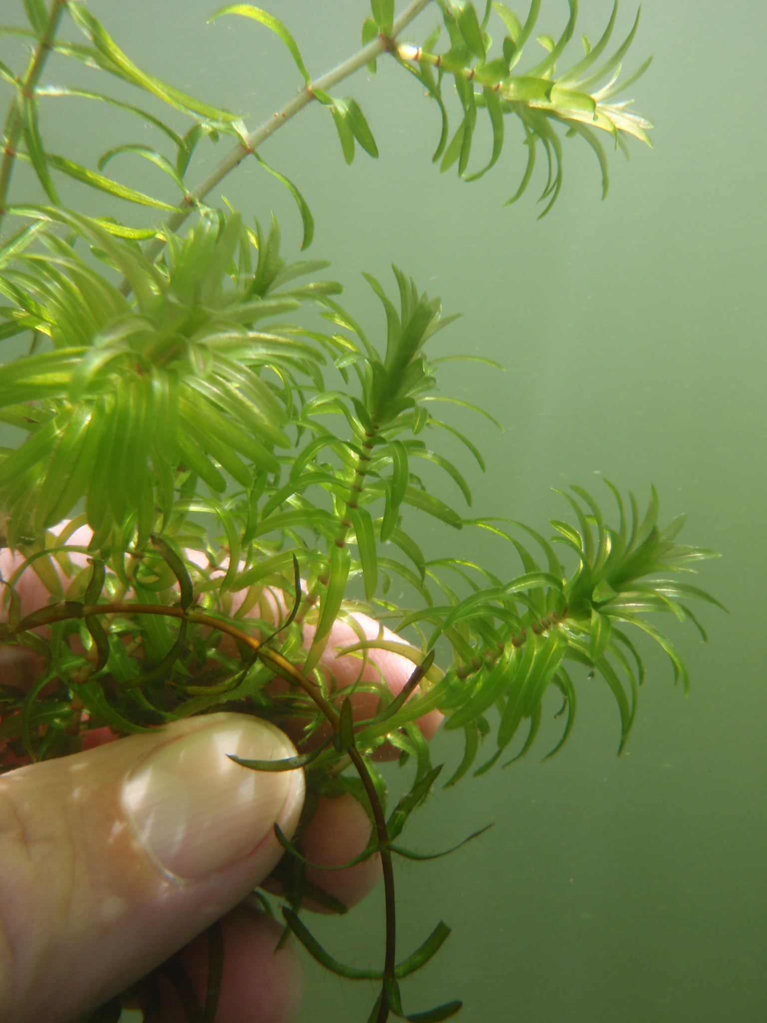 Jeden z velmi rizikových invazních druhů vodních rostlin: morovinka (Egeria densa). Foto Jindřich Duras