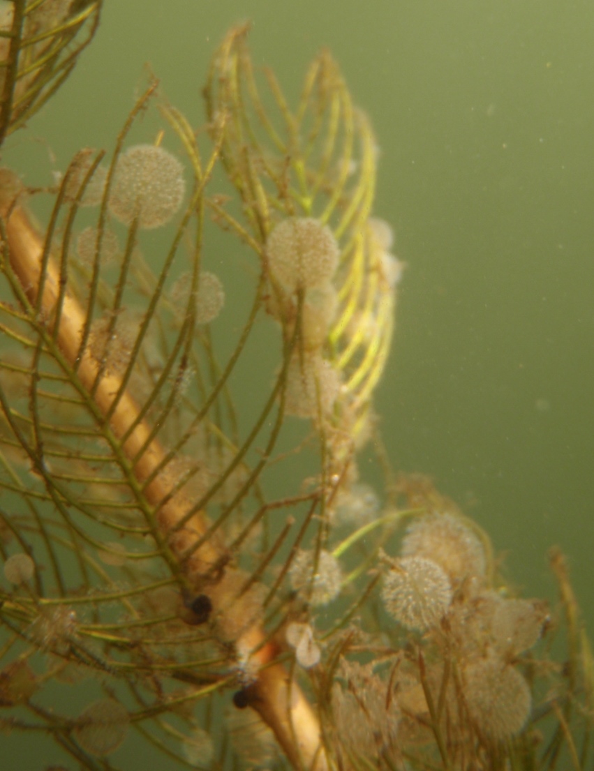 Ponořená vegetace je často kolonizována bezobratlými filtrátory, kteří přispívají k čiření vody: kulovité kolonie vířníka r. Lacinularia. Foto Jindřich Duras