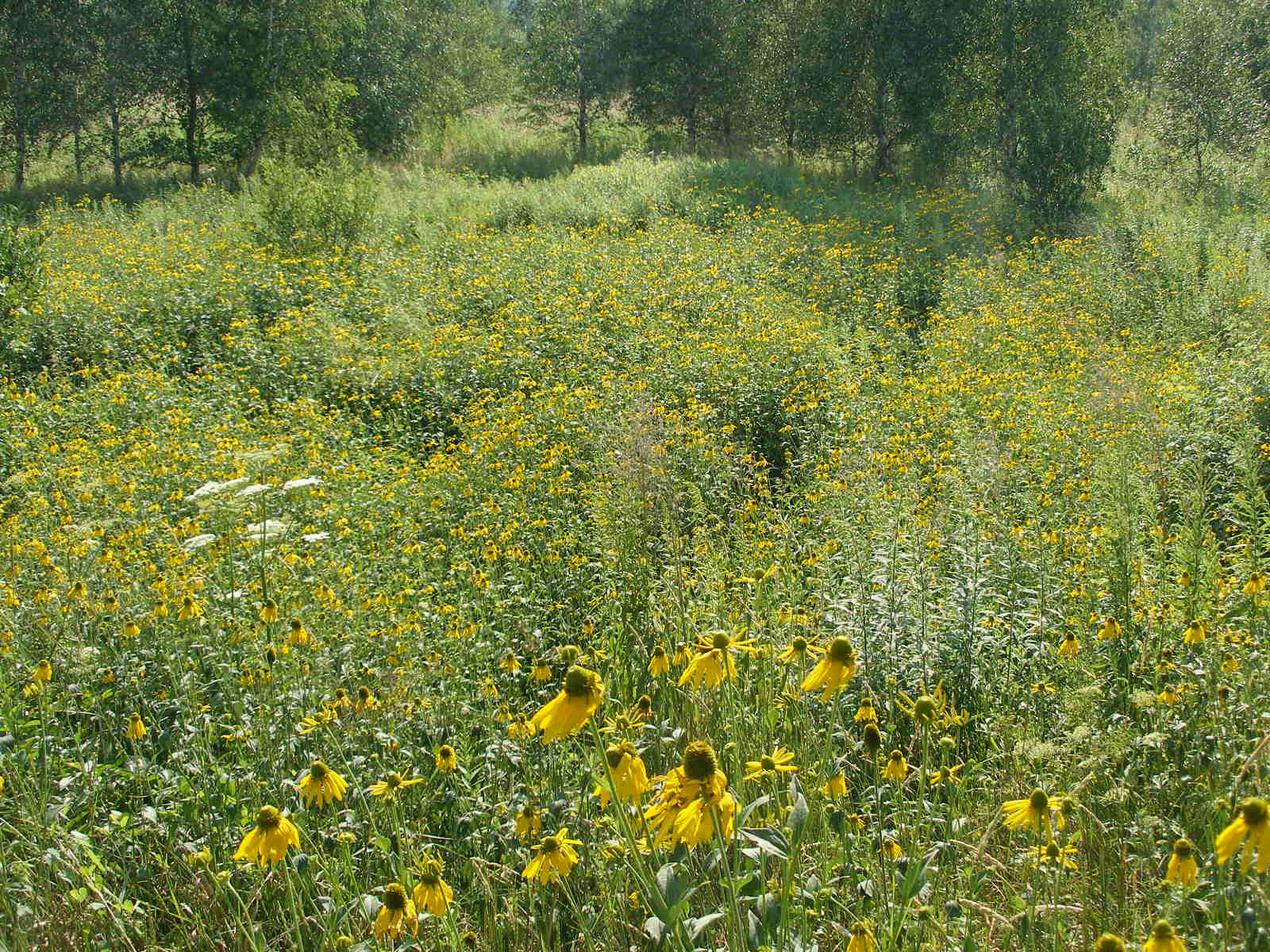 Invaze nápadného severomerického druhu rudbekie dřípené (Rudbeckia laciniata) v PR „Meandry Smědé“ v severních Čechách. Nivy toků jsou typem prostředí, kde se velmi viditelně projevují změny ve využívání krajiny, tzn. absence pravidelného exportu biomasy ve formě kosení nebo pastvy. Toto má za následek hromadění živin, které je navíc často potencováno přeplavováním vodou s vysokým obsahem dusíku a fosforu. V tomto případě je invaze nepůvodního druhu spíše důsledkem velkoplošných změn krajiny, stejně tak jako dominance původních nitrofilních druhů.  Foto Martin Hejda