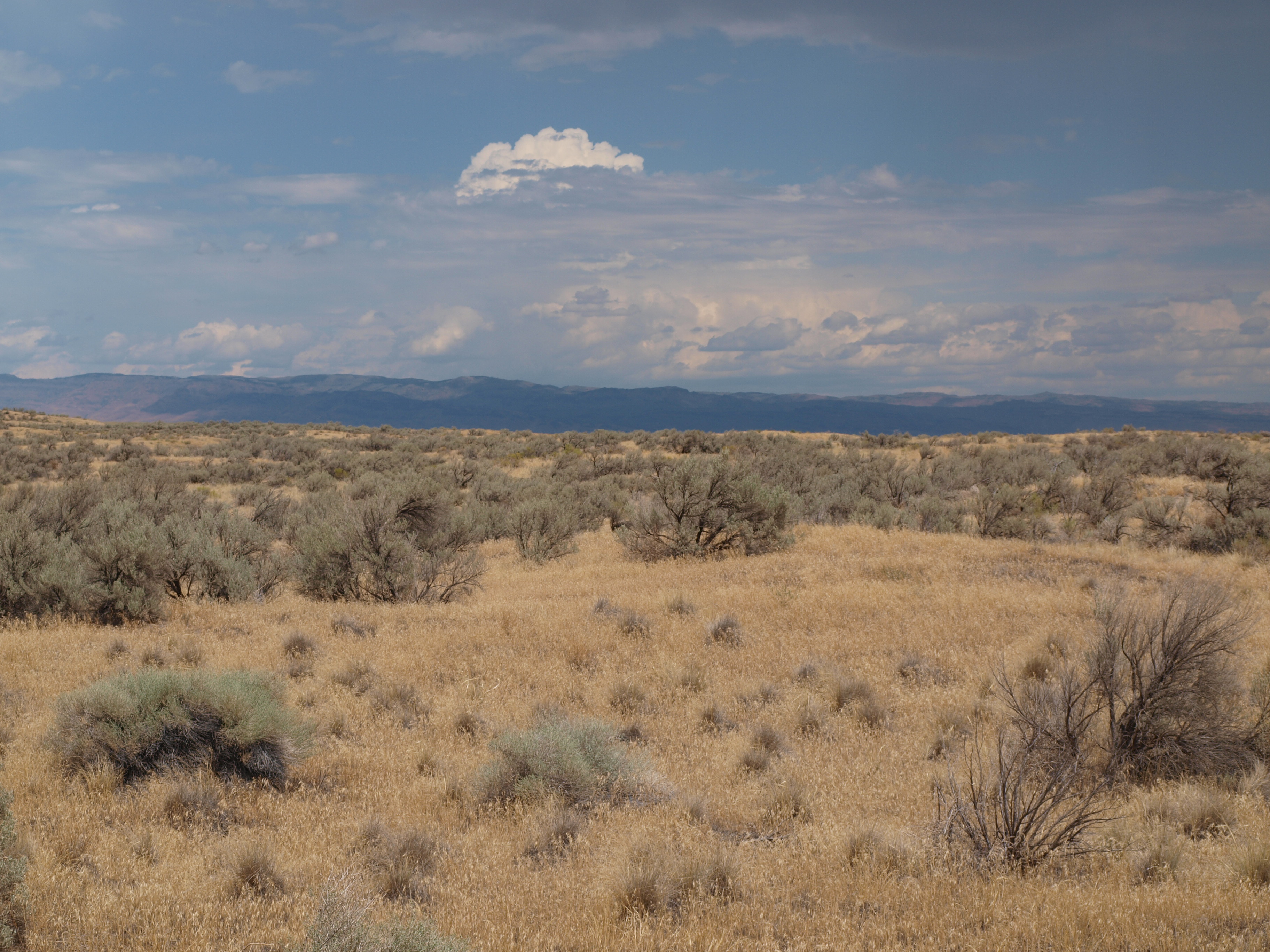 Eurasijský druh sveřep střešní (Bromus tectorum) invadoval rozsáhlé oblasti severní Ameriky, zejména tzv. Intermountain west, což je obrovské území mezi Skalistými horami a Kaskádovým pohořím při pobřeží Tichého oceánu. Sveřep představuje „výplň“ okrové barvy mezi keři. Ačkoli se jedná o subtilní jednoletý druh, má jeho invaze velmi negativní důsledky pro původní, většinou trsnaté a vytrvalé trávy. Pravděpodobným mechanismem účinku tohoto invazního druhu je hromadění suché biomasy, která brání reprodukci původních druhů a zároveň zvyšuje rozsah i frekvenci požárů. Na snímku je polopoušť s dominantním keřem pelyňkem trojklanným (Artemisia tridentata) ve státě Idaho. Foto Martin Hejda