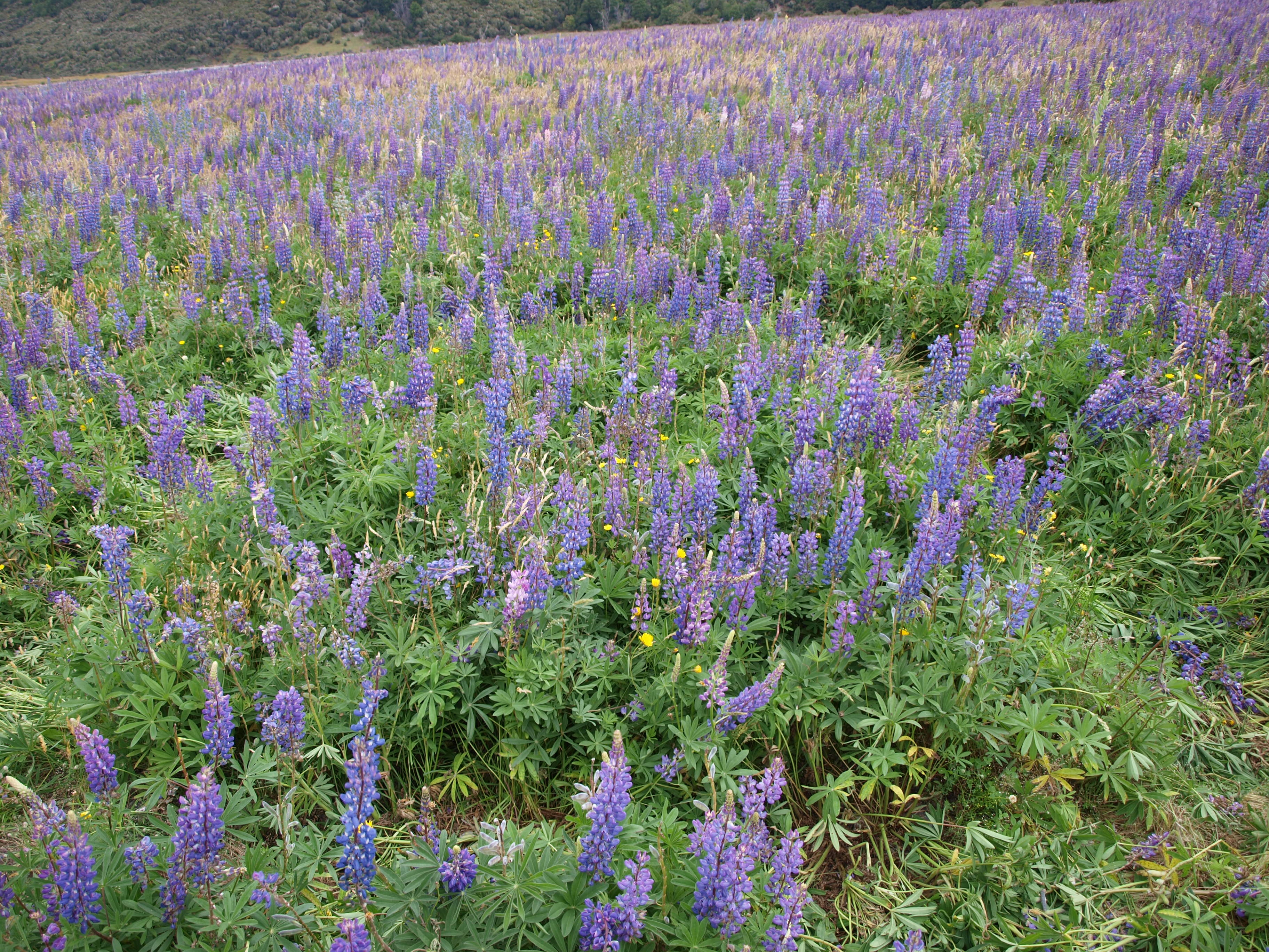 Severoamerický druh vlčí bob mnoholistý (Lupinus polyphyllus), invadující oblast Turkey Flat v parku Arthur's Pass na jižním ostrově Nového Zélandu. Tento invazní druh má zásadní negativní vliv na výskyt původních novozélandských druhů, zatímco evropské druhy s vlčím bobem  (který je v Evropě také invazní) docela úspěšně koexistují. Foto Martin Hejda