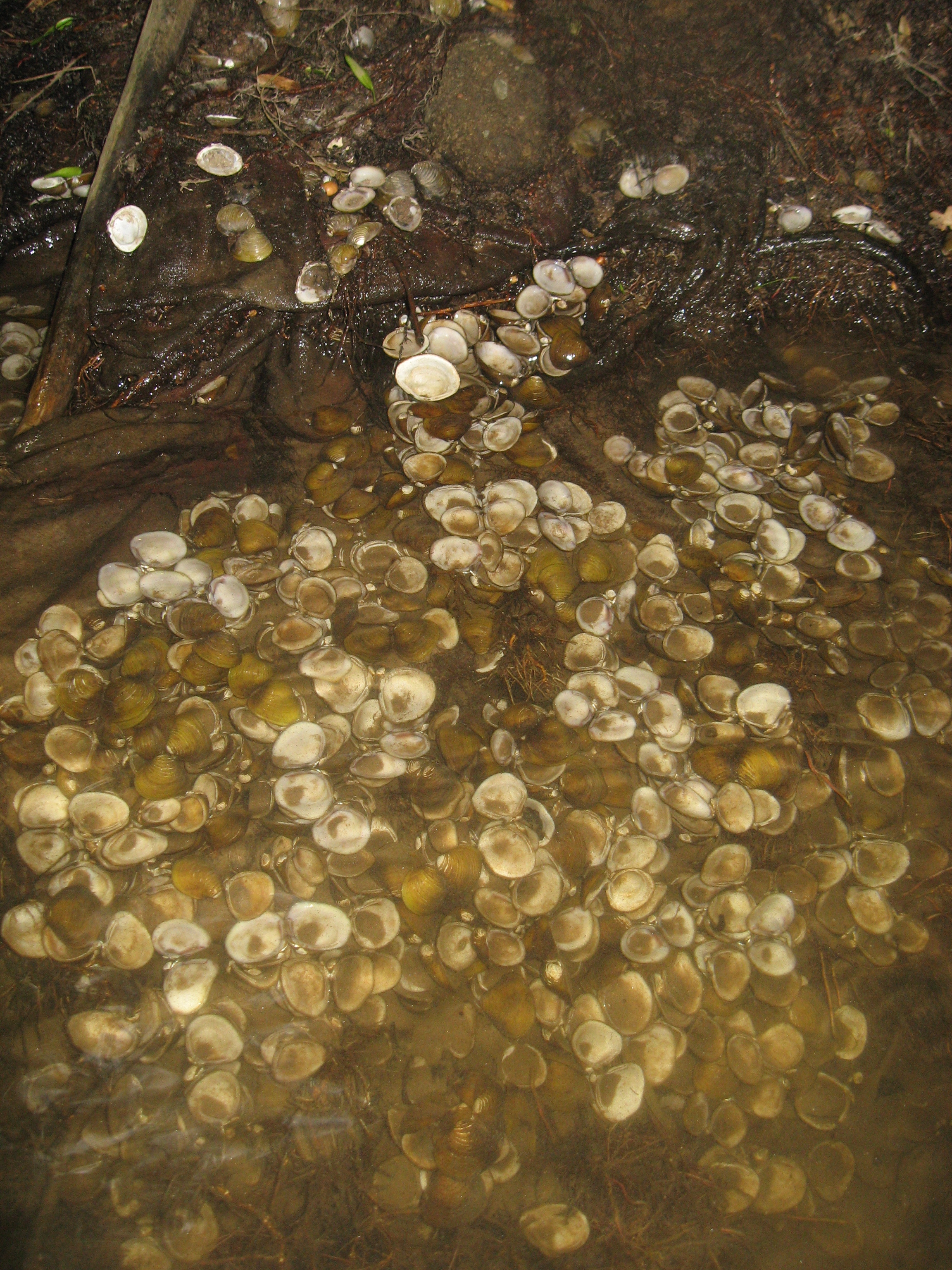 Obr. 2: Korbikula asijská (Corbicula fluminea), hromádka lastur po konzumaci pravděpodobně nutrií. Foto Luboš Beran