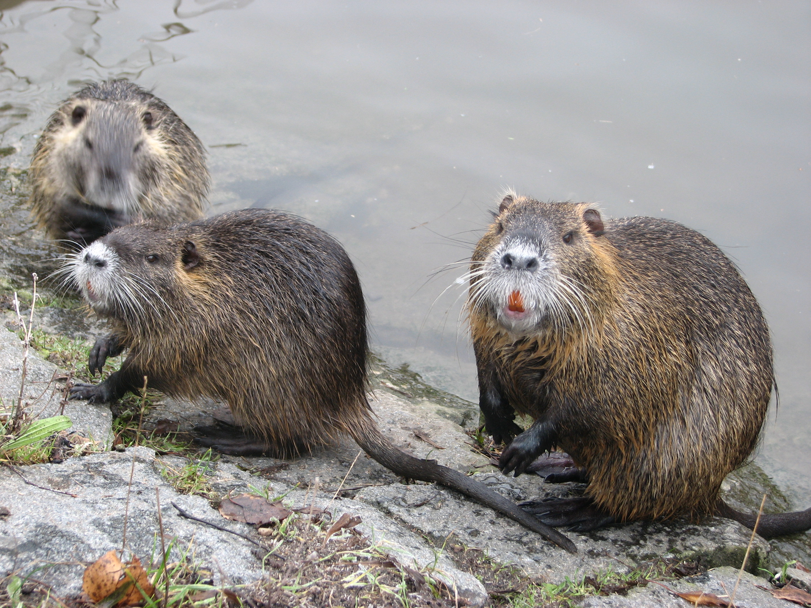 Obr. 5: Nutrie (Myocastor coypus) je zřejmě nejvýznamnějším nepůvodním predátorem mlžů.  Foto Luboš Beran