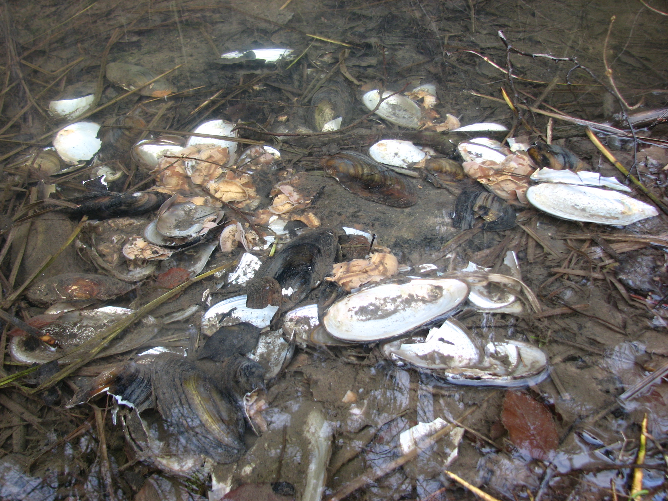 Obr. 4: Lastury převážně škeble rybničné (Anodonta cygnea) prokazatelně zkonzumované nutrií.  Foto Luboš Beran