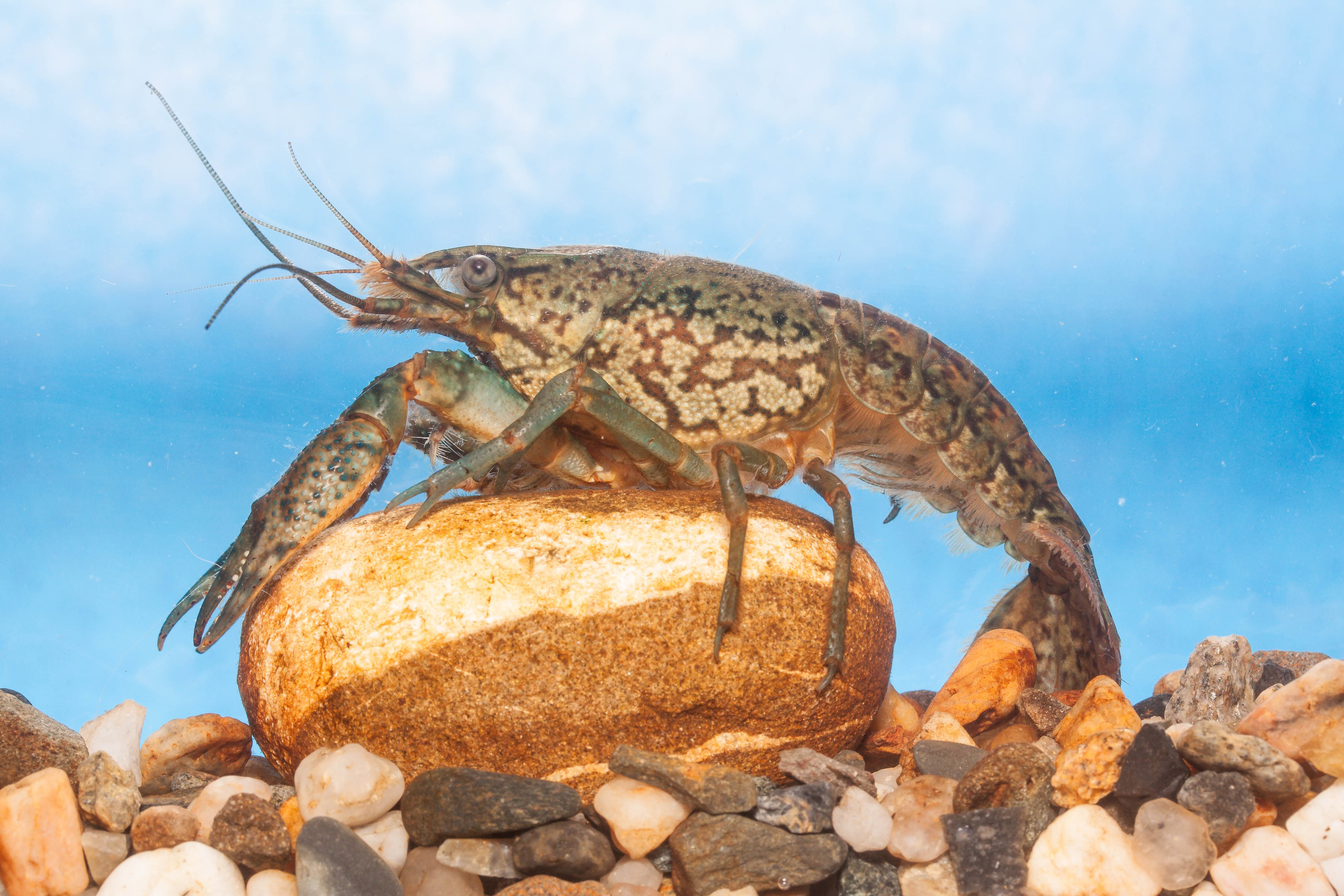 Rak mramorovaný (Procambarus fallax f. virginalis) patří mezi velice oblíbené akvarijní raky.  Foto Miloslav Petrtýl