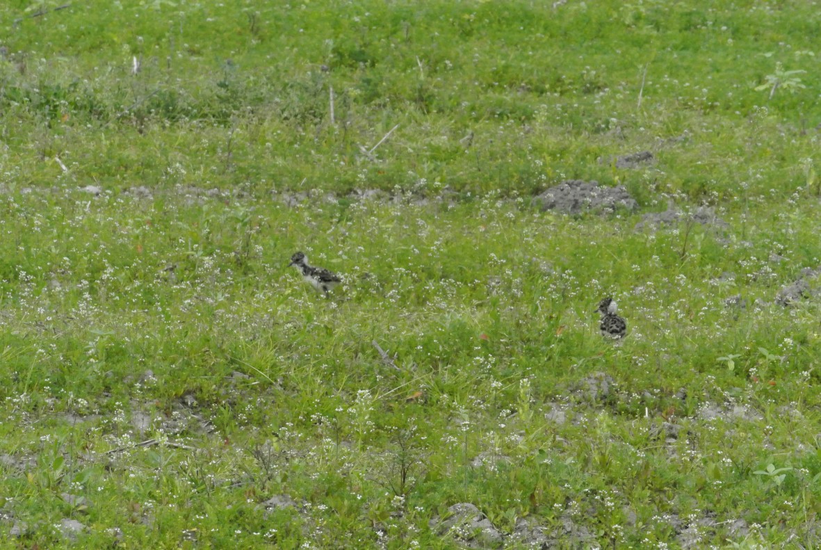 Čejčí kuřátka v AEKO ploše na jejich ochranu. Foto Václav Zámečník