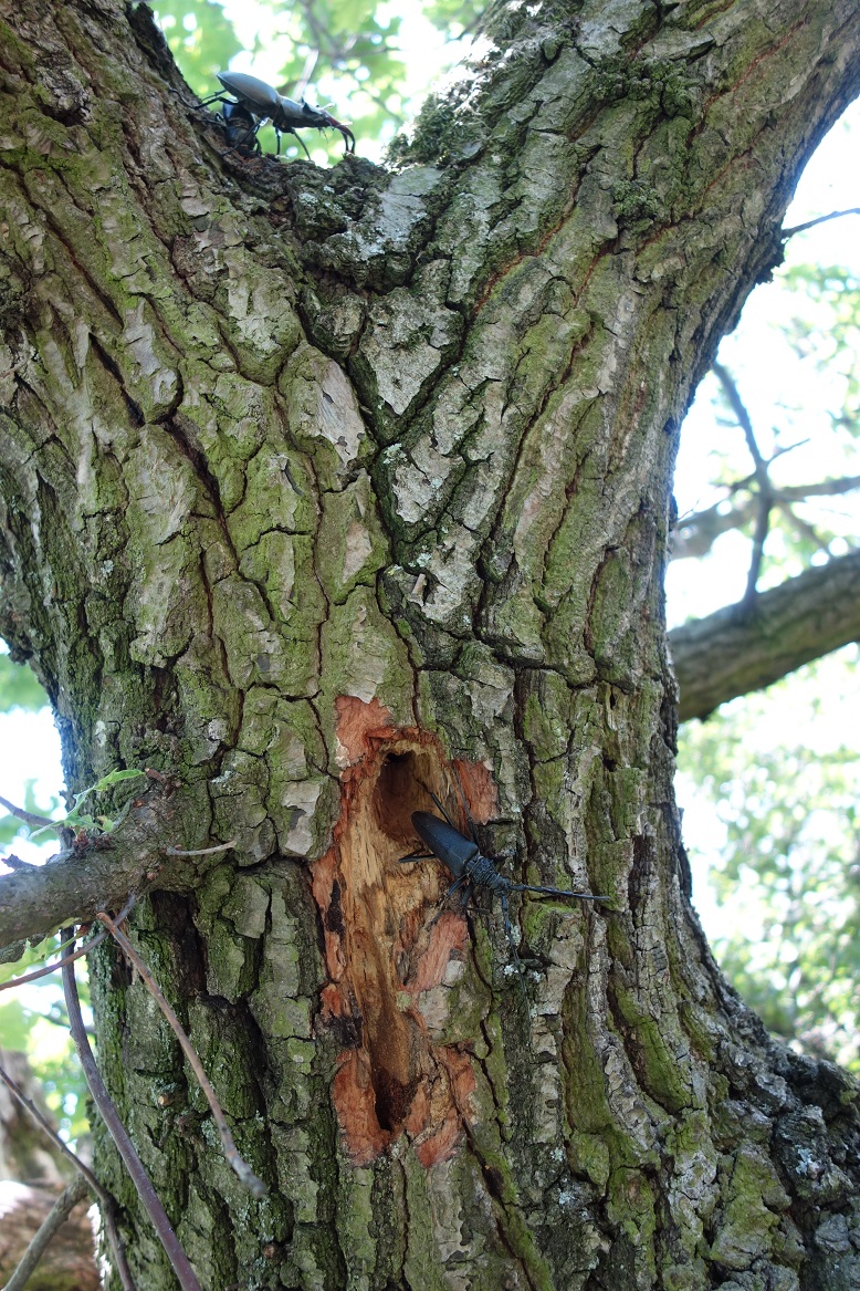 Soutok je domovem chráněného roháče obecného (Lucanus cervus) i tesaříka obrovského (Cerambyx cerdo). Foto Vladan Riedl