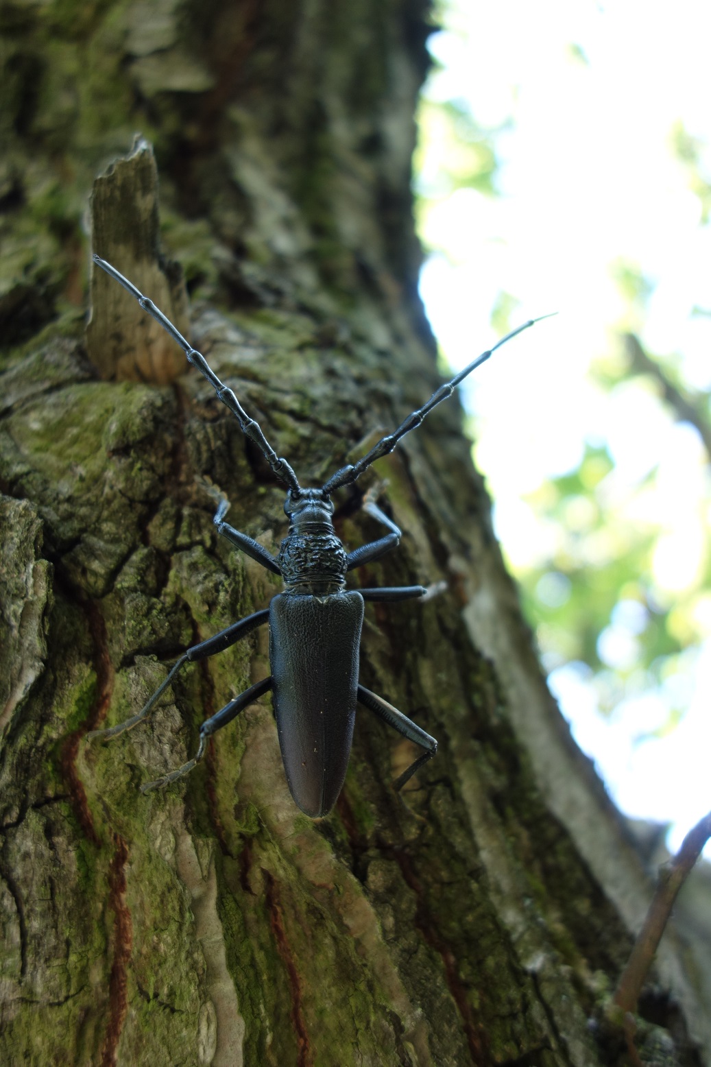 Tesařík obrovský (Cerambyx cerdo) vyhledává osluněné kmeny dubů. Foto Vladan Riedl