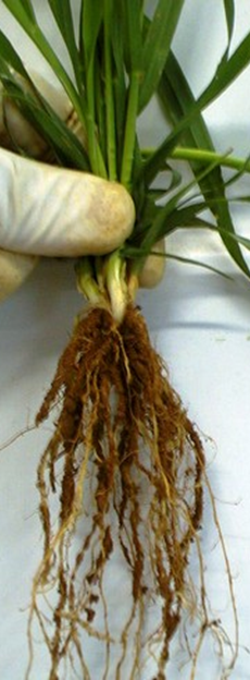 Obr. 1. Různé typy organických sloučenin, které vylučuje živý kořen do půdy během vegetační sezóny, se souhrnně nazývají rhizodepozice. Patří sem celá škála látek od jednoduchých, nízkomolekulárních látek nazývaných kořenové exudáty, přes těkavé organické látky, enzymy, hormony atd., až po složité polymerní látky pocházející z mrtvých buněk kořenové pokožky nebo slizovité látky sloužící k ochraně rostoucího kořene. Nejvíce látek včetně snadno rozložitelných kořenových exudátů se do půdy uvolňuje v okolí kořenové špičky, ze starších částí kořene se do půdy dostávají spíše komplexnější látky. 