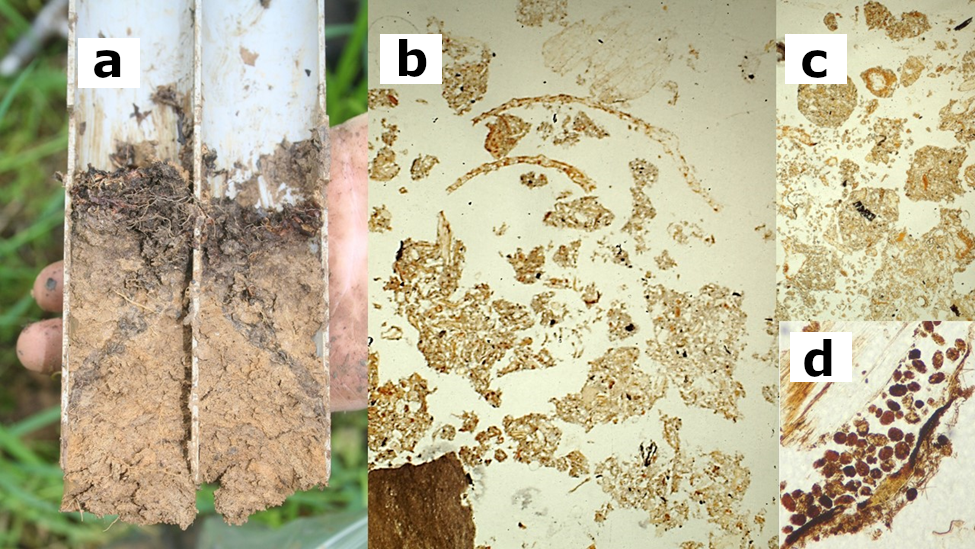 Půdní organismy se významně podílí na tvorbě půdy. a – průřez půdní sondou na 20 let staré výsypce v Indianě (USA),  b,c,d – půdní výbrus s patrnými exkrementy půdních organismů. 