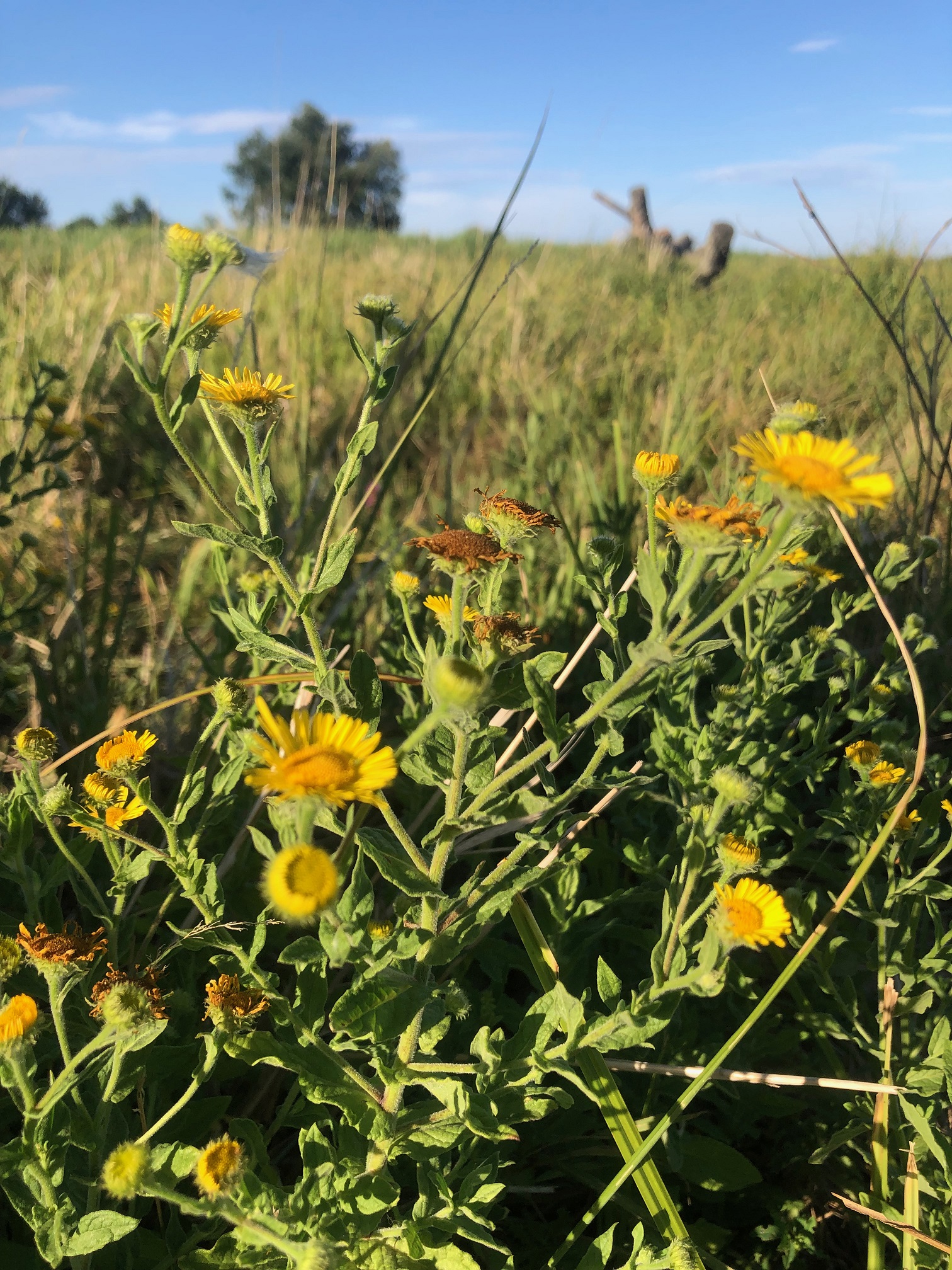 Blešník úplavičný (Pulicaria dysenterica) v NPS Slanisko u Nesytu