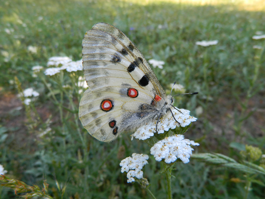 Jasoň červenooký (Parnassius apollo) se v Česku vyskytoval na mnoha desítkách lokalit v dobách, kdy se páslo i na prudkých svazích. Se zánikem pastvy a nástupem lesa na jeho lokalitách druh vymizel a posledním místem jeho výskytu bylo až do roku 1935 Podyjí. Foto Martin Škorpík