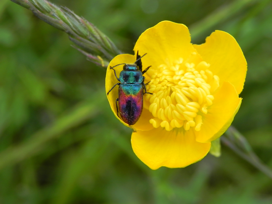 Krasec (Anthaxia salicis), jeho biotopem jsou světlé doubravy s dostatkem kvetoucích lemů v porostních okrajích. Foto Václav Křivan