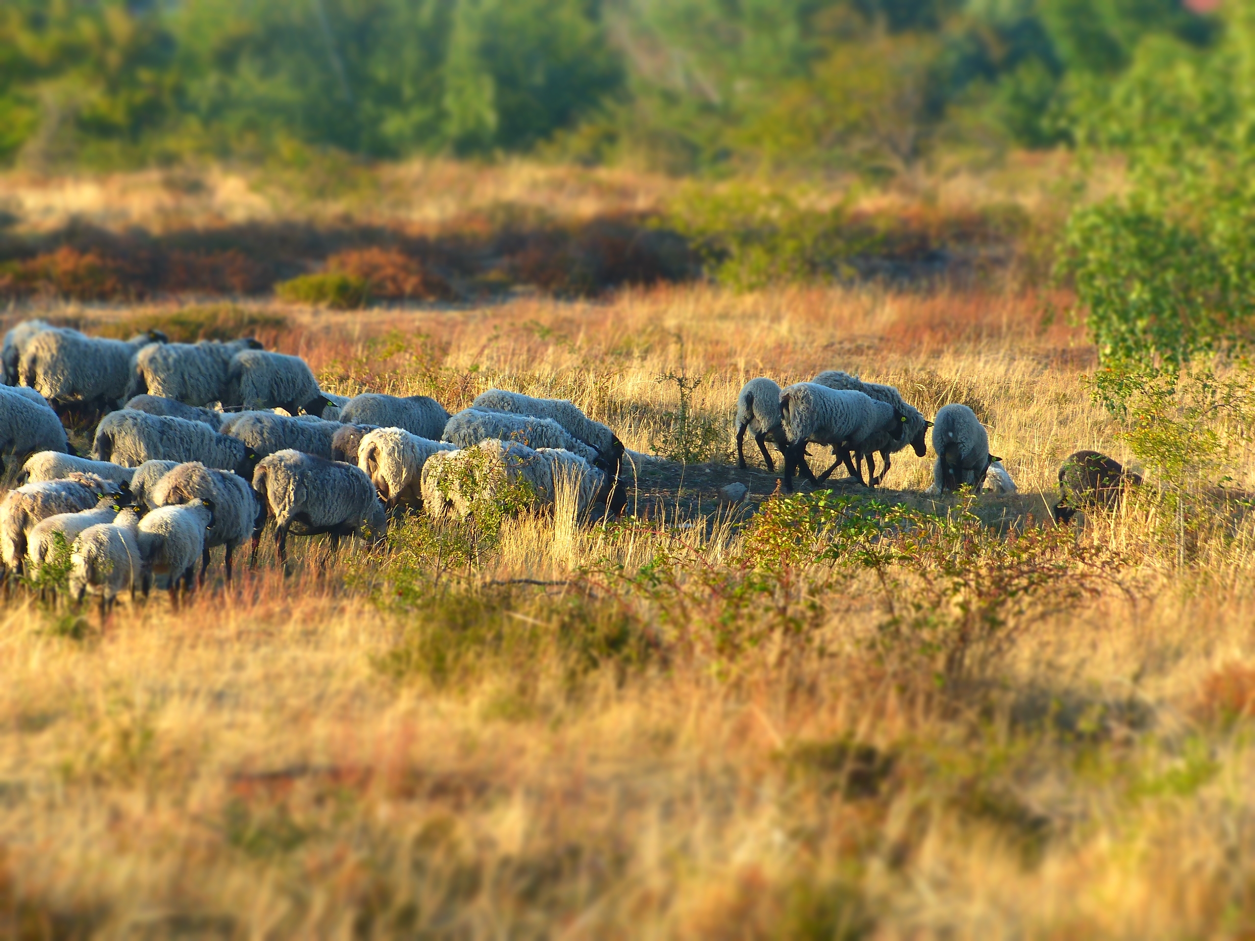 Vznik vřesovišť umožnila intenzivní pastva více druhů hospodářských zvířat, zejména ovcí, koz, krav a prasat. Dnes jen částečně simulovaná menším počtem ovcí a koz. Foto Martin Škorpík