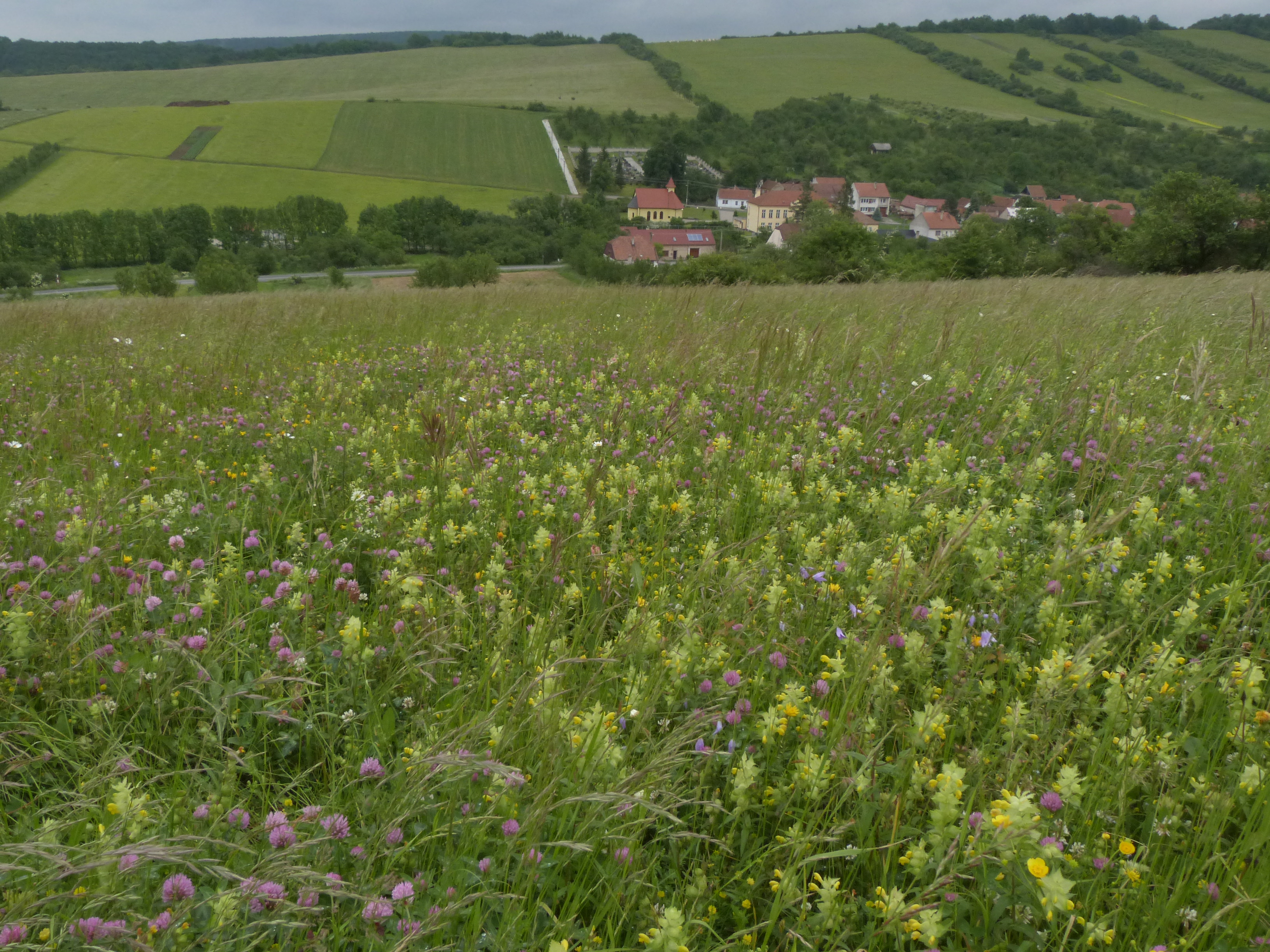 V rámci Bílých Karpat probíhal velký projekt obnovy luk pomocí regionální travinnobylinných směsí. Foto Karel Prach