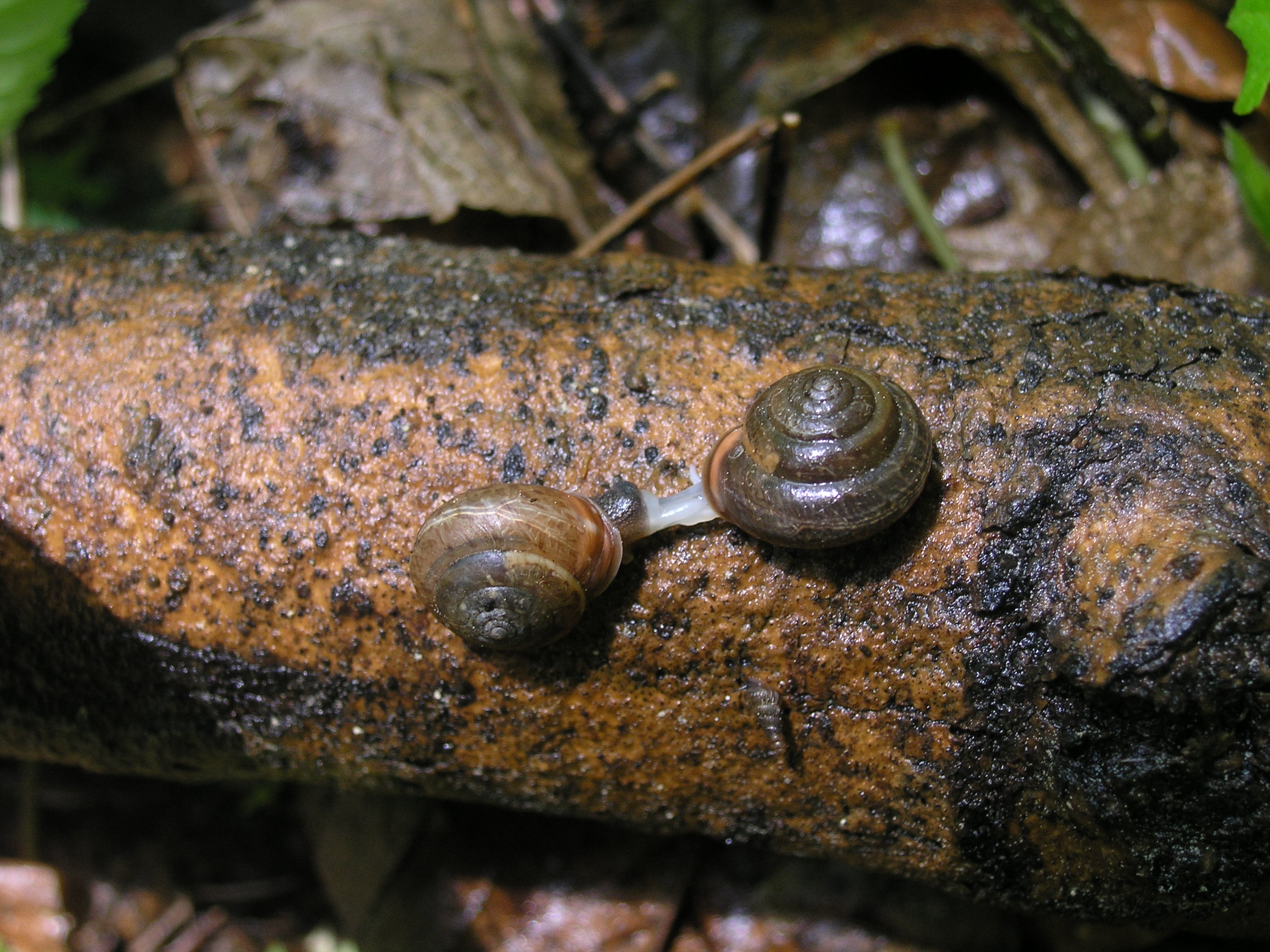 Vlahovka narudlá (Monachoides incarnatus) je schopná žít v naprosto přírodních pralesních rezervacích stejně jako ve škarpě zarostlé kopřivami na okraji městského smetiště. Foto Lucie Juřičková