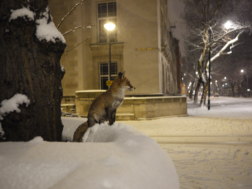 Urbánní populace lišky obecné (Vulpes vulpes) jsou známy z celkově 114 měst napříč Evropou, Severní Amerikou a některých částí Asie (např. Japonsko, Austrálie) Zdroj CC Wikipedia