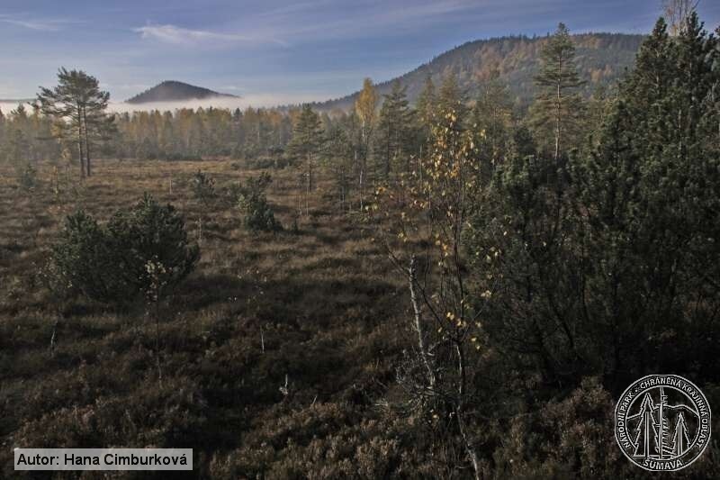 Národní park Šumava. Foto Hana Cimburková