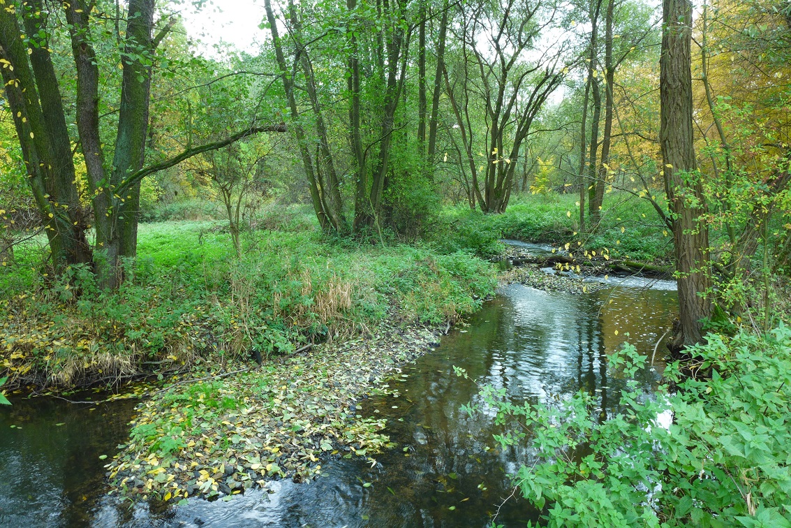 Přirozené koryto Kocáby. Nejcennější částí břehových porostů jsou ty stromy, které rostou přímo v březích. Foto Tomáš Just