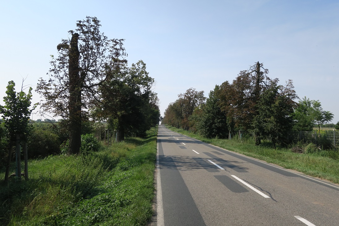 Bezručova alej mezi Valticemi a Lednicí je evropsky významnou lokalitou. Další vítězství ochrany přírody, tentokrát nad zahradnickým rozumem. Foto Jan Vybíral