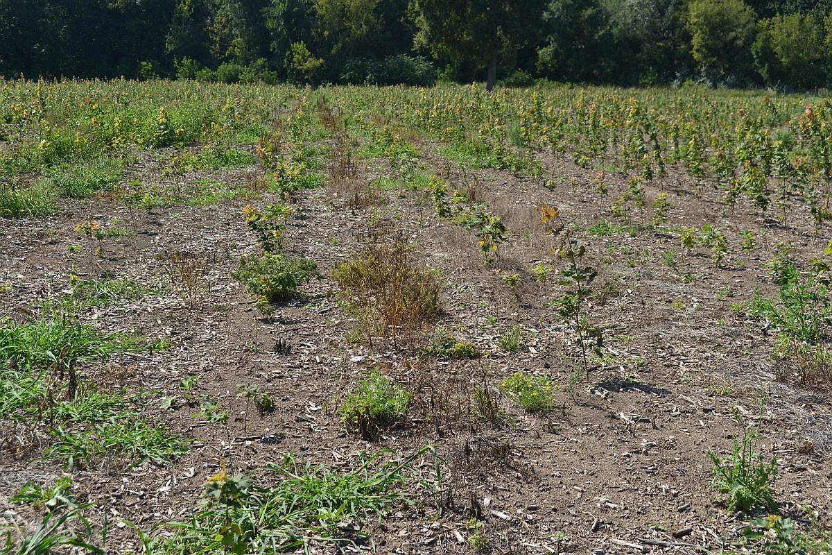 Obr. 1. Typický vzhled nově založeného porostu po vytěžení lesa. Frézou srovnaná paseka bez pařezů (které by představovaly biotop třeba pro roháče velkého). Meziřadí mezi sazenicemi stromků jsou zcela bez vegetace díky použití herbicidu. Foto Jakub Těšitel