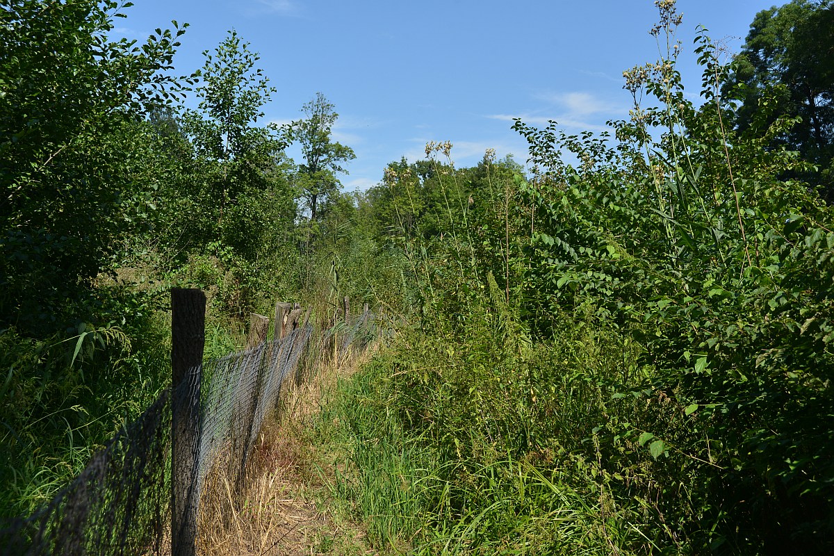 Obr. 3. Mléč bahenní (Sonchus palustris), silně ohrožená, až 3 metry vysoká bylina typická pro nížinné mokřady Jižní Moravy (v porostu vpravo). Vloni rostla i kolem oplocení v levé části fotografie, letos byla tato část populace bezohledně zničena herbicidem. Foto Jakub Těšitel