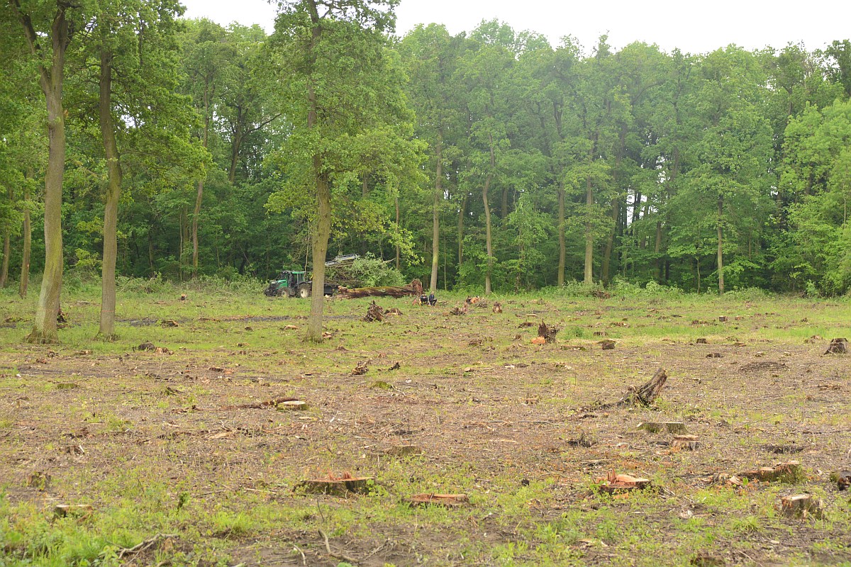 Obr. 4. Dočišťování rozsáhlé paseky na okraji Břeclavi vytěžené během dubna a května, fotodokumentace je z 16. 5. 2019. Foto Tamara Těšitelová 