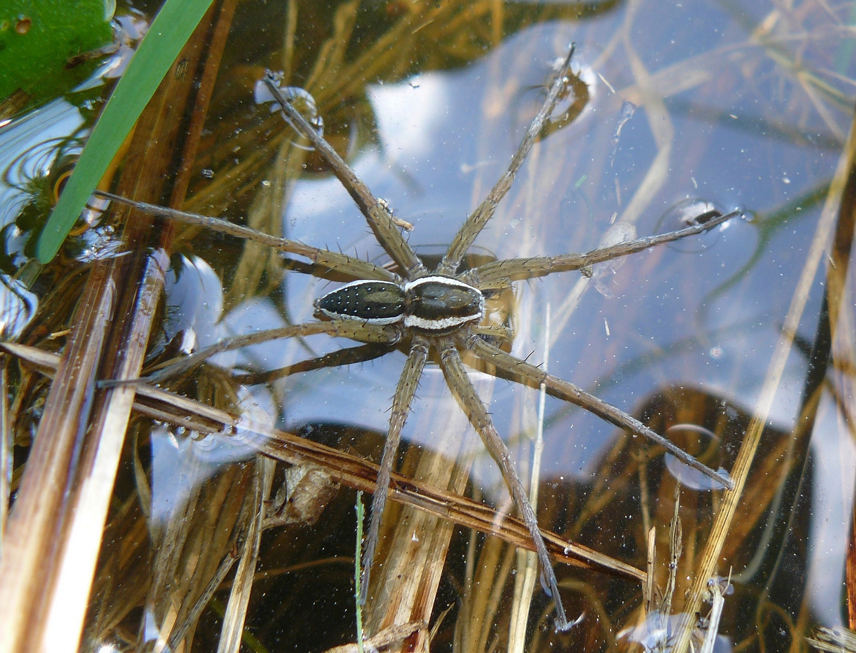 Lovčík vodní (Dolomedes fimbriatus) je bioindikátorem zachovalých mokřadů. Foto O. Machač