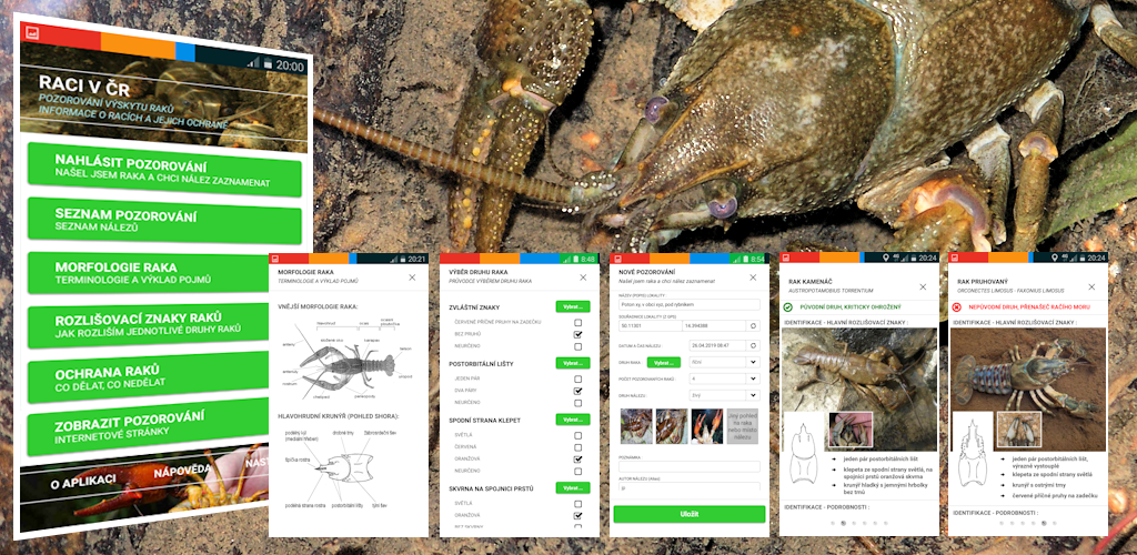 Obr. 2: Mobilní aplikace Raci v ČR reagovala na nutnost zastavit šíření invazních raků co nejdříve po objevení nových lokalit. Informace o nových lokalitách s výskytem nejúspěšnějších a široce rozšířených invazních druhů, náleží k velmi důležitým údajům, které mohou přispět k úspěšné regulaci těchto agresivních vodních predátorů a přenašečů račího moru. Kromě odeslání místa nálezu raků umožňuje mobilní aplikace správně určit druh raka podle specifických rozlišovacích znaků.